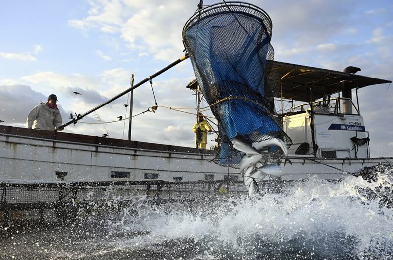 網で魚を水揚げする漁船